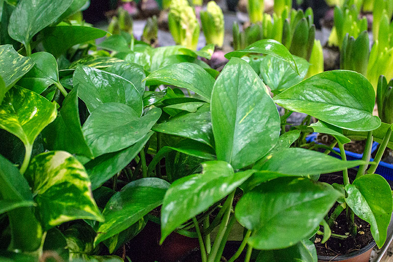 Un giardino firmato Coop