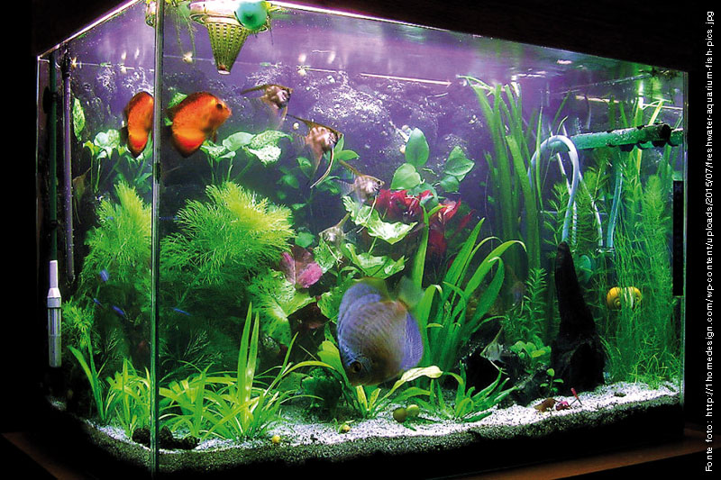 In vacanza con l'acquario