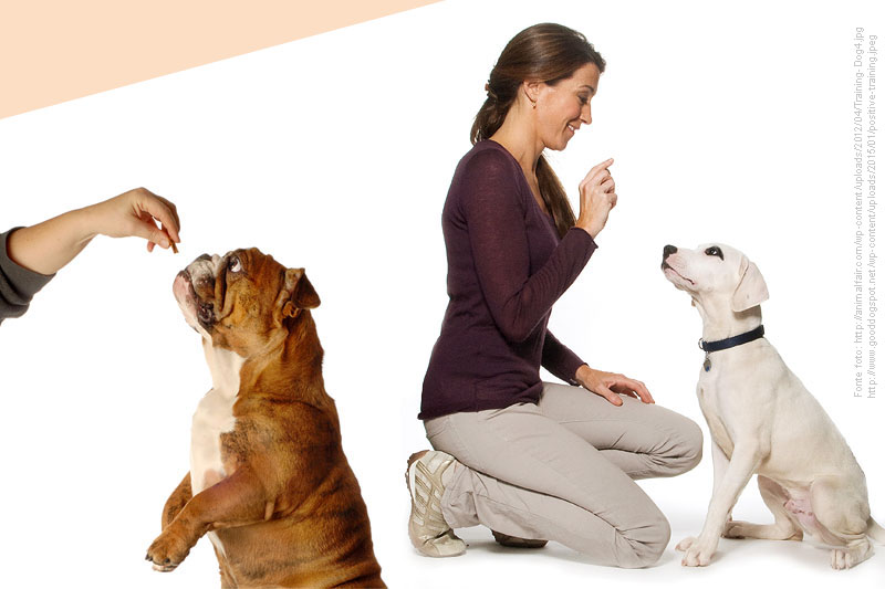 Regole a quattro zampe