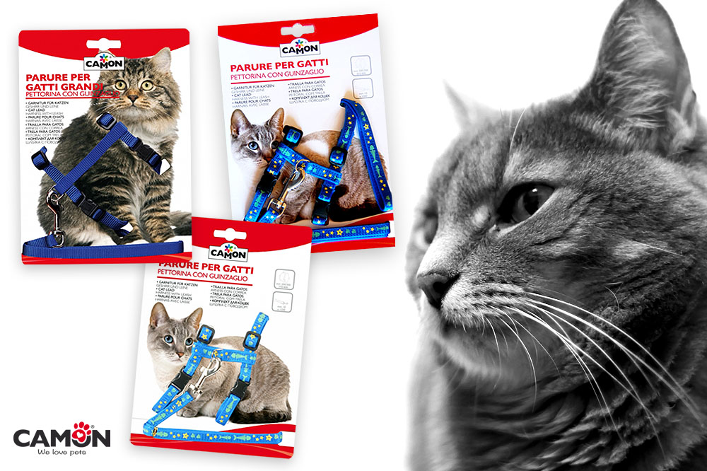 A spasso con il Micio