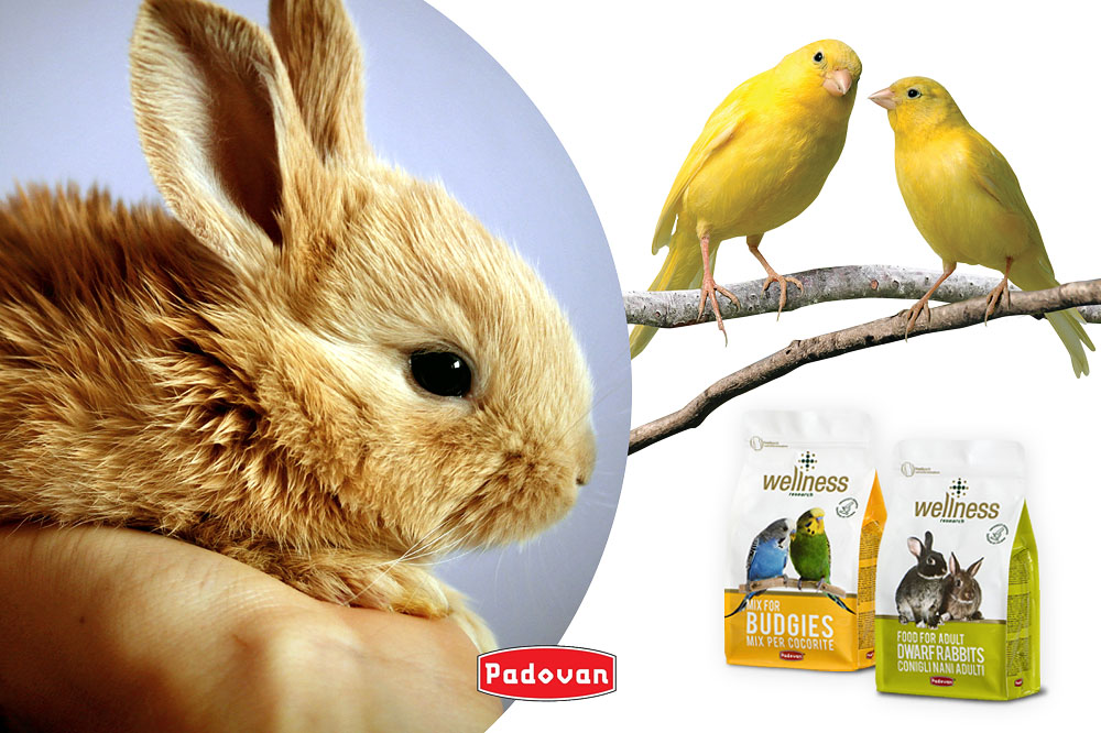 Padovan si prende cura dei tuoi animaletti domestici