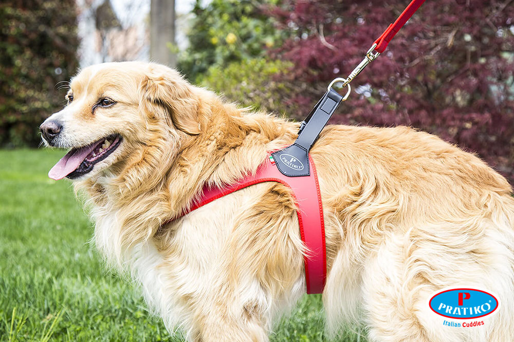 Prendi il collare e andiamo