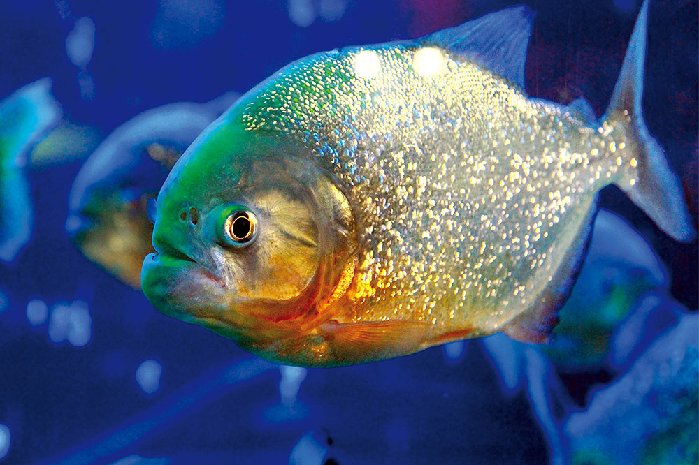 In casa con un Piranha