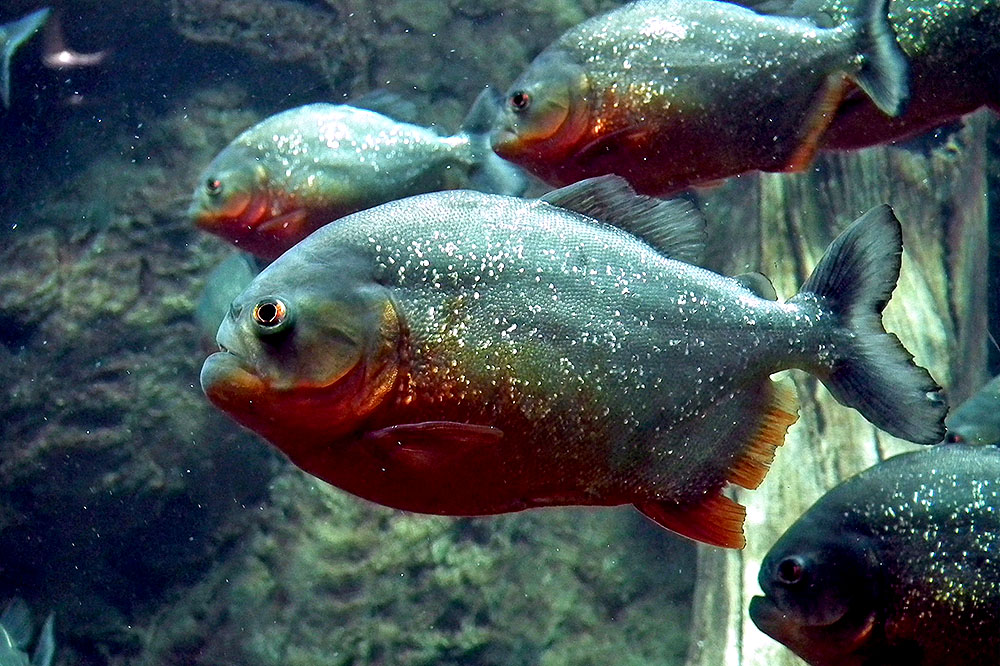 In casa con un Piranha