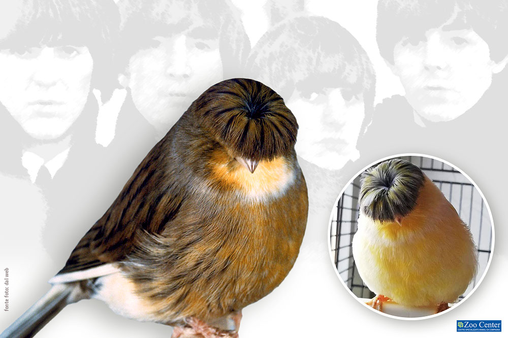 L’uccellino col caschetto dei Beatles