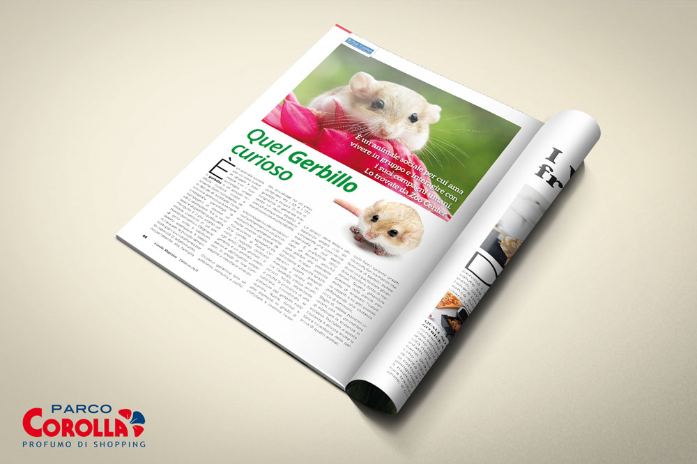 Quel Gerbillo curioso