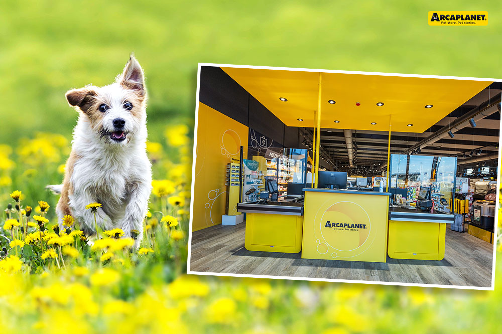 Pulci e zecche nel cane: come eliminarle