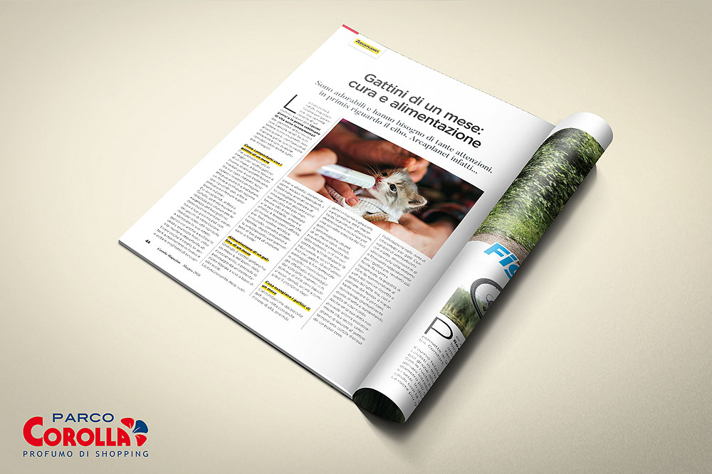 Gattini di un mese: cura e alimentazione