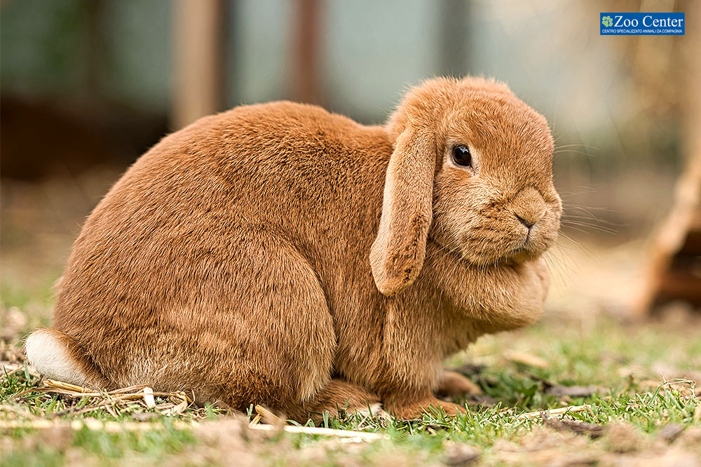 Un amore di coniglietto… ariete