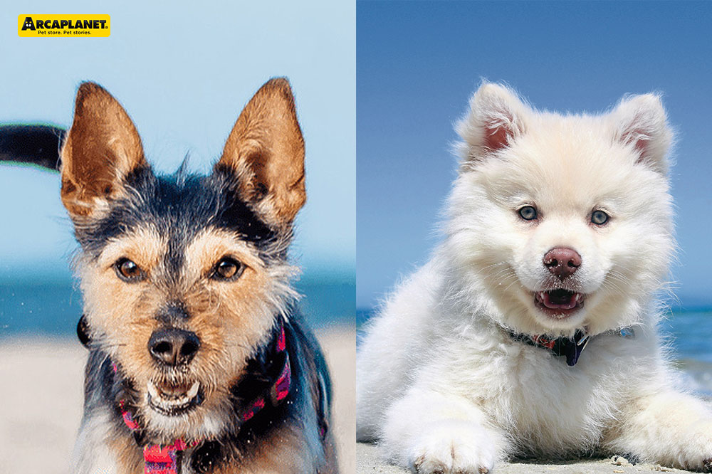 Cane al mare: guida alle vacanze