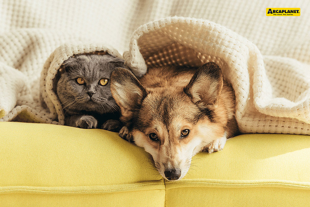 Antiparassitari per cani e gatti che convivono: la guida completa