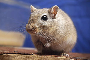 Curioso come un Gerbillo