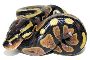 Timido come un pitone