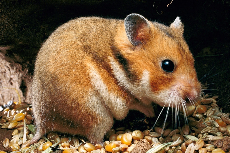 Nervoso come un criceto