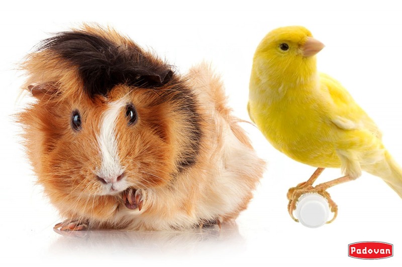 Canarini e roditori li prendiamo per la “gola”