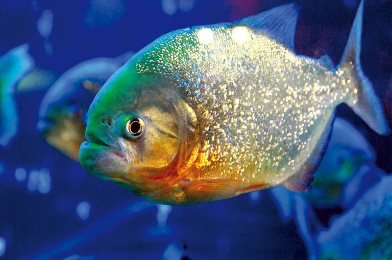 In casa con un Piranha