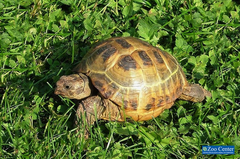 La tartaruga? 'Russa'