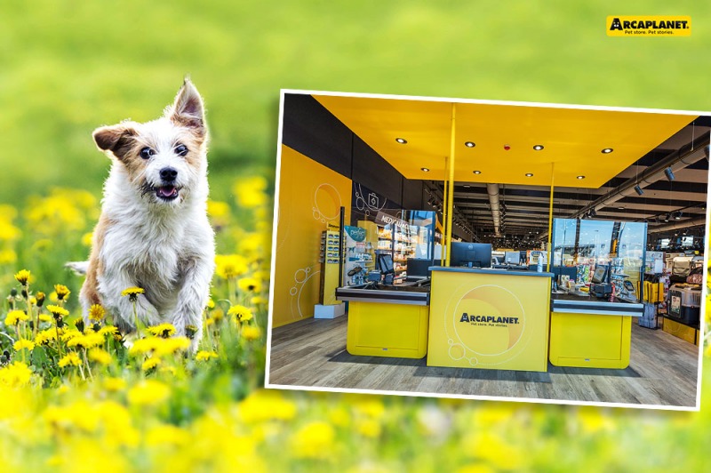 Pulci e zecche nel cane: come eliminarle