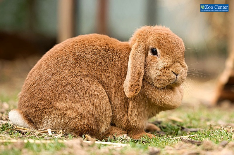 Un amore di coniglietto… ariete