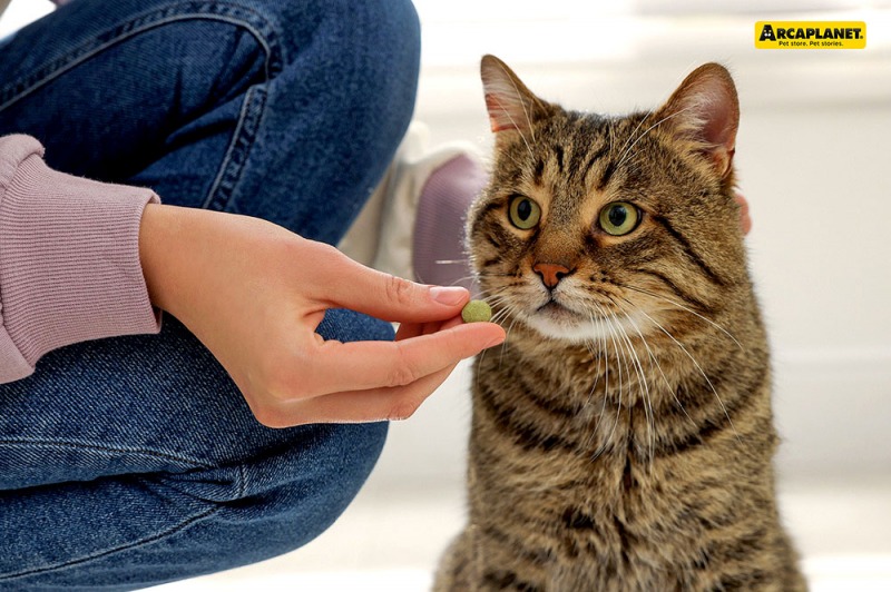 Quando un gatto diventa adulto: cura e alimentazione